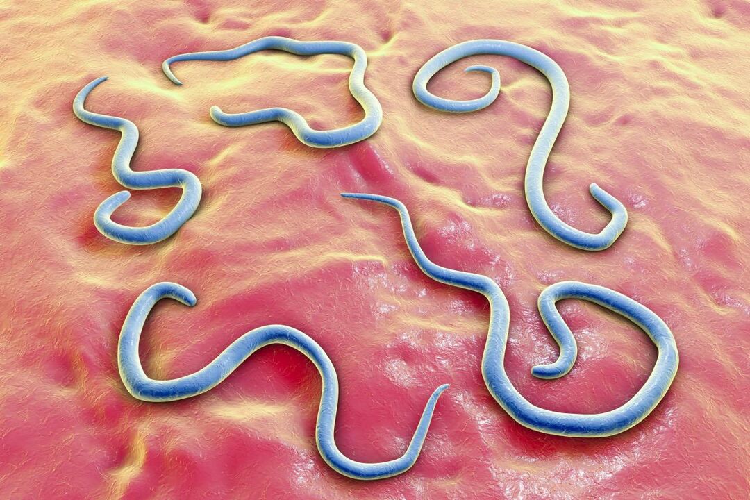 parasitäre Würmer im menschlichen Körper