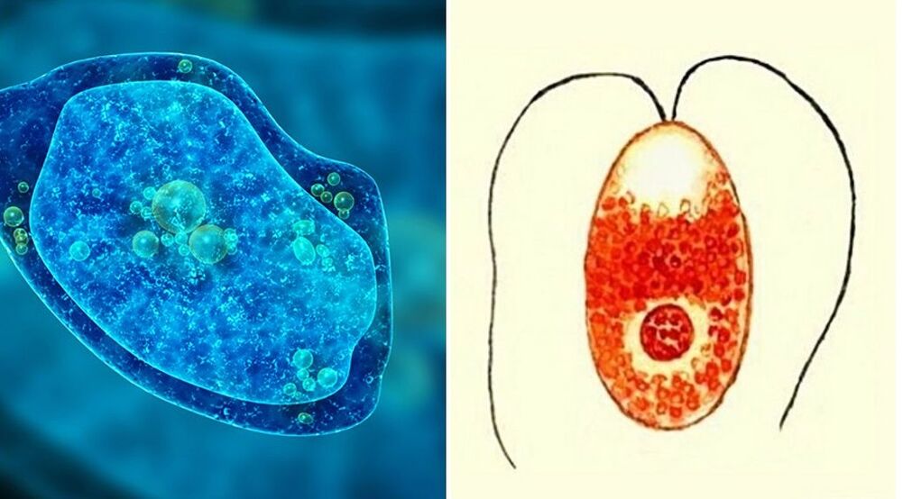 parasitäre Protozoen Dysenteriamoebe und Malaria Plasmodium