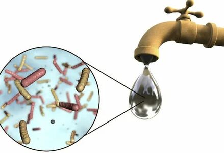 Parasiten in einem Wassertropfen aus dem Kran