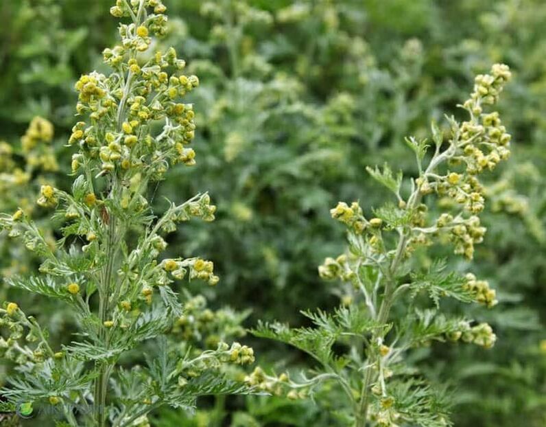 Bitteres Wermut aus Parasiten