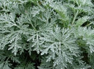 Wormwood gegen Würmer