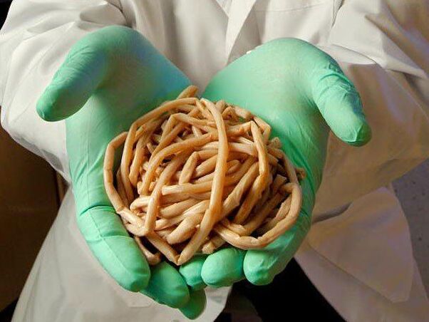 Was sind die gefährlichen Parasiten